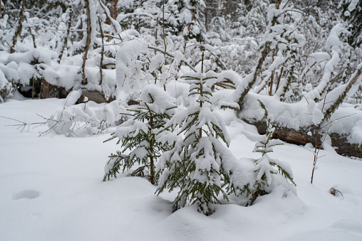 Beautiful young spruce trees covered with snow. Christmas trees in nature. Green spruce close-up. Selective focus, blurred background. Taevaskoda, Estonia.