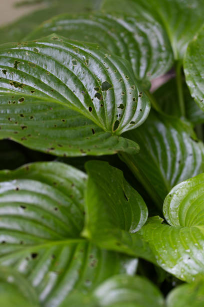 istock Insect damaged the hosta leaves. Selective focus. 1809877134