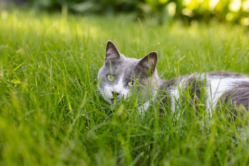 Cat sitting on the green grass and looking at camera. Cat hiding in the grass, hunting