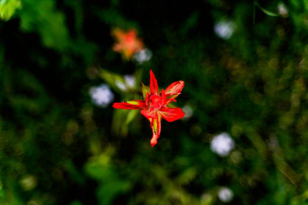istock Wildflower on the trail 1809885428