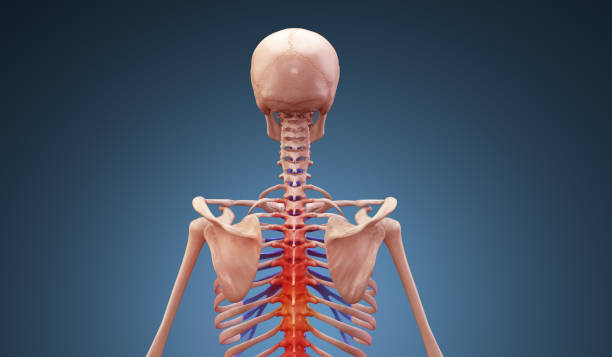 istock Posterior view of huma skeleton with upper spine highlights 1809892675