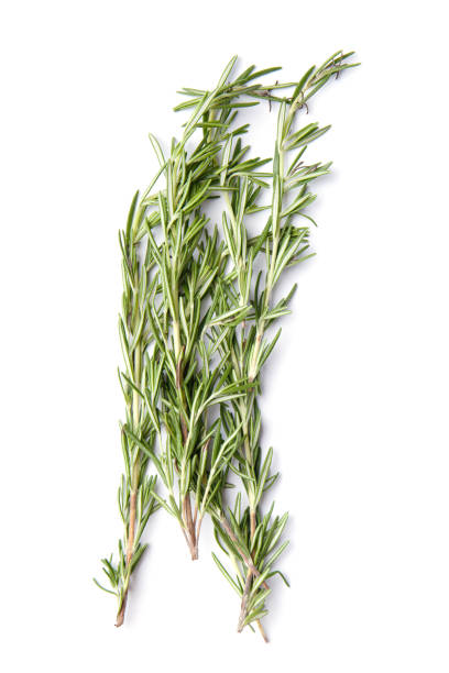 istock Fresh rosemary on white background, top view 1809894345