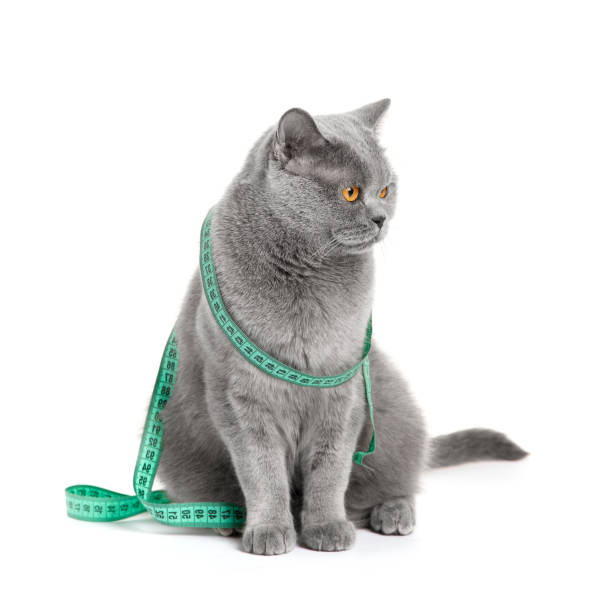 istock British cat in a measuring tape on a white background, weight control 1809894901