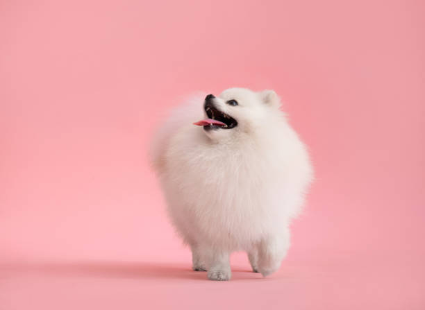 istock Dog breed pomeranian spitz funny stands on a pink background 1809894930