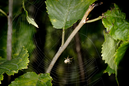 Garden spider spinning a spiderweb