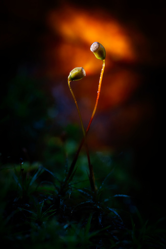 Close-up photography of moss spore capsule stroked by sun light in a dark forest background emanating light from spore head