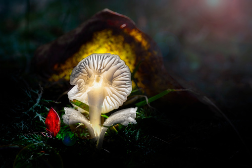 Mushroom in dramatic light, Mushroom Light Painting technique, macro photography