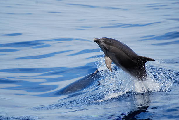 istock Dolphin shooting out of the water 180990199