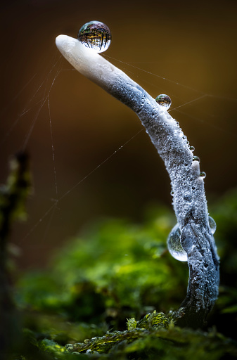 Finger Mushroom with raindrops, bokeh background