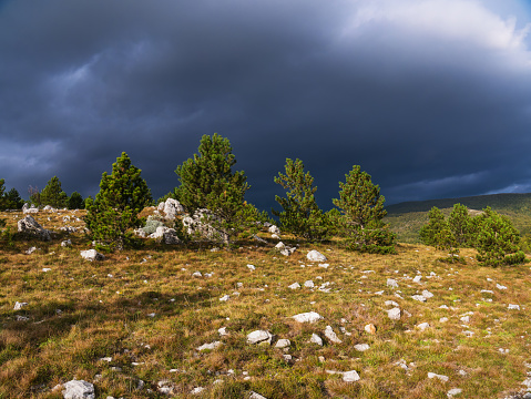 Pine trees under storm clouds and evening sun on an autumnal mountain meadow in Croatia.