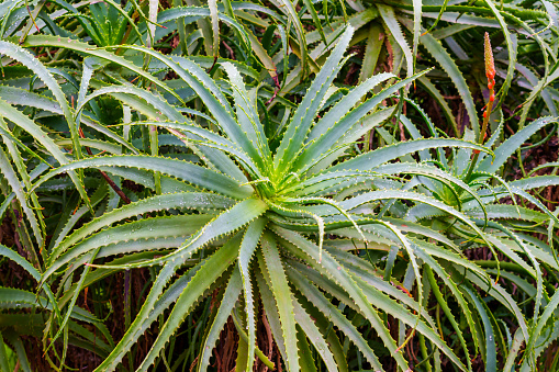 Aloe arborescens succulent green plant outdoor close up