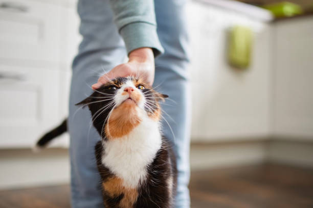 istock Hand of man stroking tabby cat at home 1809913532