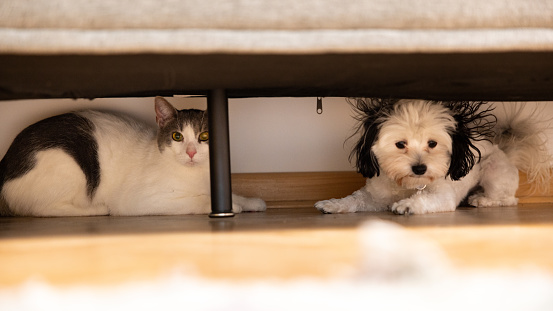 Portrait of Morkie dog and mixed-breed cat hiding under the sofa