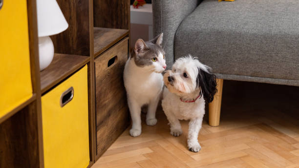 Mixed-breed cat and Morkie dog kissing while standing between sofa and bookshelf