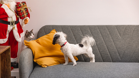 Gray-white mixed-breed cat and Morkie dog, playing or fighting together in the domestic room, on the sofa