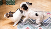 Mixed-breed cat and Morkie dog playing in the room