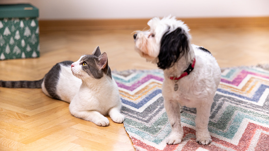 Portrait of mixed-breed gray-white cat and Morkie dog, siting together on the carpet