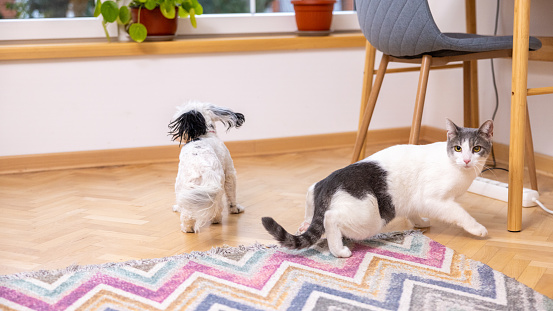 Gray-white cat and Morkie dog, playing or fighting together in the domestic room