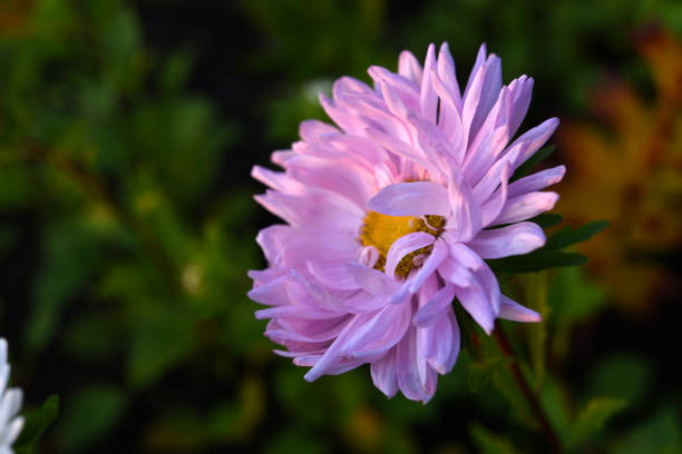 istock A large pink aster flower on a green background. 1809927910