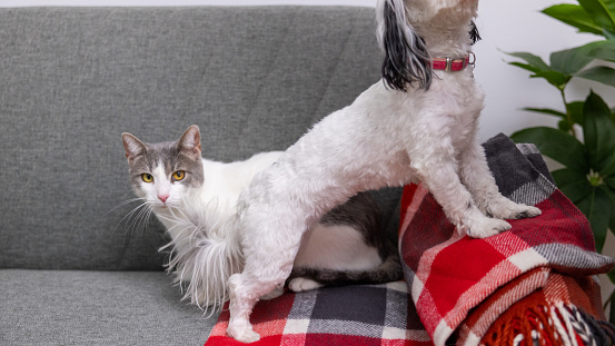 Gray-white cat and Morkie dog, playing or fighting together in the domestic room