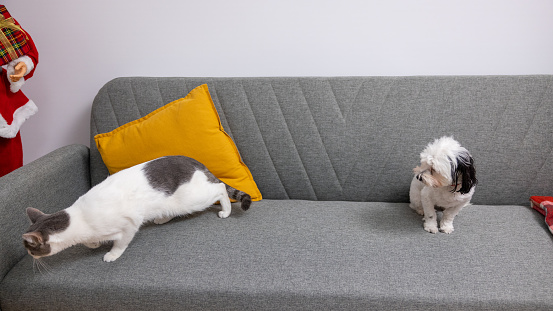 Gray-white cat and Morkie dog, sitting together on the sofa