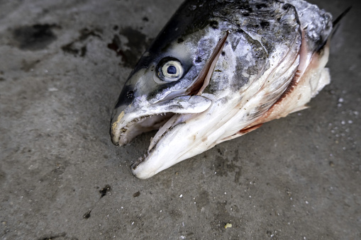 Detail of cut Norwegian salmon head, healthy food