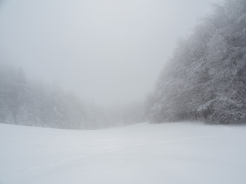 winter forest with fog