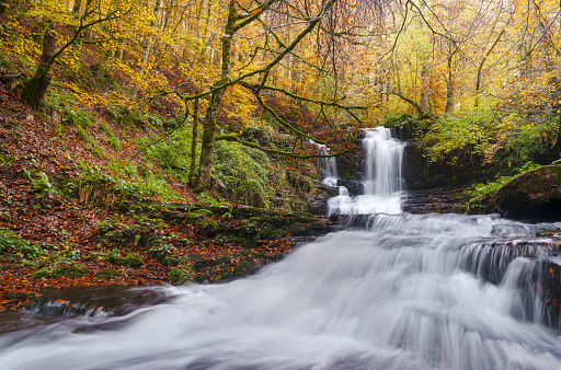 Waterfall in Forest  