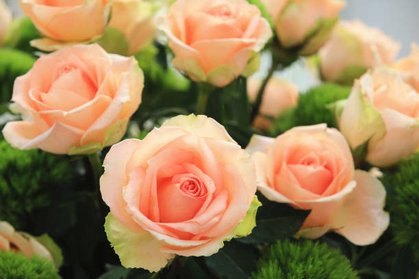istock romantic fresh colorful Roses 1809956911