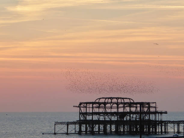 istock Flock of birds off Bristol Beach 1809968547