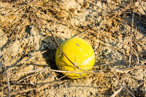 Citrullus Colocynthis (also know as Tumma, Desert Gourd) is a herbal fruit in the Thar desert