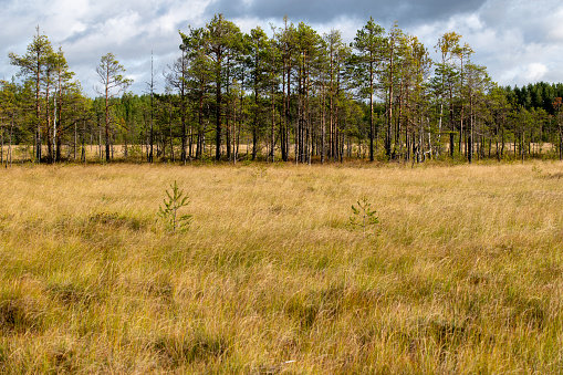 Swamp in autumn landscape, horizontal picture
