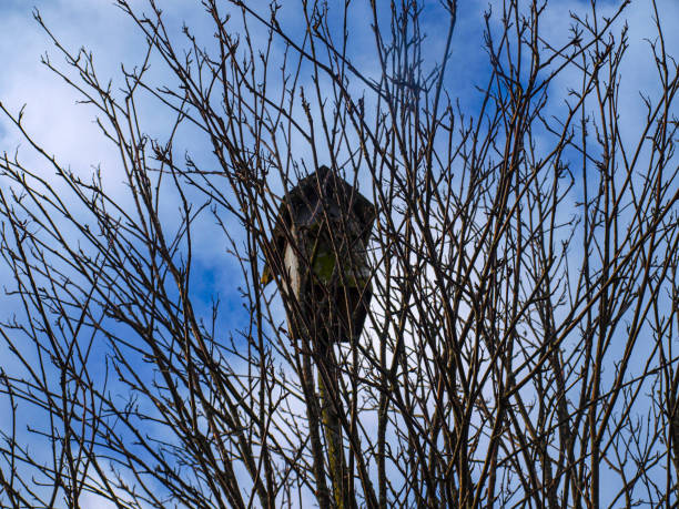 An old birdhouse in the thick of the branches OLYMPUS DIGITAL CAMERA thick chicks stock pictures, royalty-free photos & images
