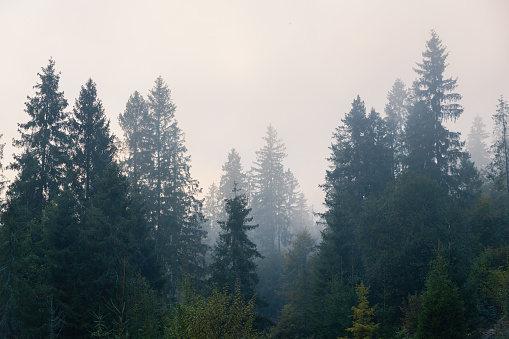 Dark foggy forest on a mountain hills in the autumn morning in Carpathian mountains, Ukraine.
