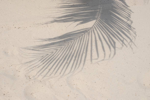 istock Shadow from a palm leaf on the sand. Tropical background 1810008493