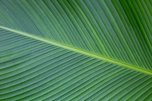 Green leaf of banana tree with striped texture, diagonal arrangement, close-up. Background for text.