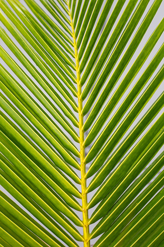 Vertical background of bright green palm leaves.