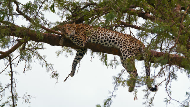 SLO MO Full Length Portrait Of Lazy Leopard Relaxing On Tree In Forest At Serengeti National Park