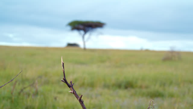 SLO MO Lockdown Shot Of Eastern Bluebird Flying Away From Twig On Field At Serengeti National Park