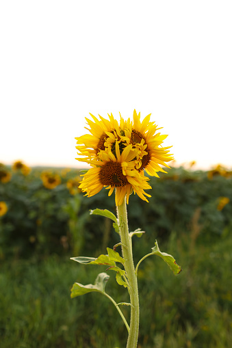 Unusual modified sunflower mutation at field. Deformulated conjoined mutated yellow flower with three heads. Climate change, global warming. Vertical photo.