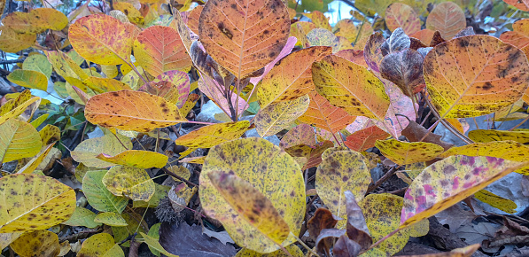Cotinus coggygria also known as Purple Smoke Bush or Smoke Tree in autumn foliage. Full frame. Close up. Primorska, karst.