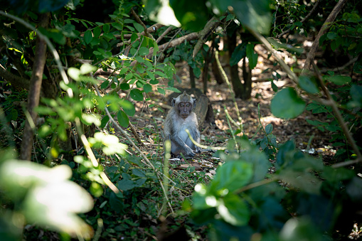 Uluwatu Monkey Forest surrounds the cliff edges near the namesake temple, where hordes of grey long-tailed macaques thrive.
