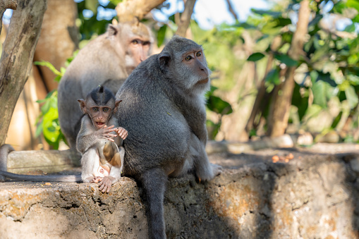 Uluwatu Monkey Forest surrounds the cliff edges near the namesake temple, where hordes of grey long-tailed macaques thrive.