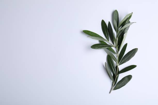 istock Olive twig with fresh green leaves on white background, top view. Space for text 1810052819
