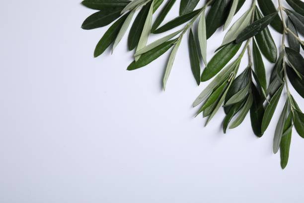 istock Olive twigs with fresh green leaves on white background, flat lay. Space for text 1810053325