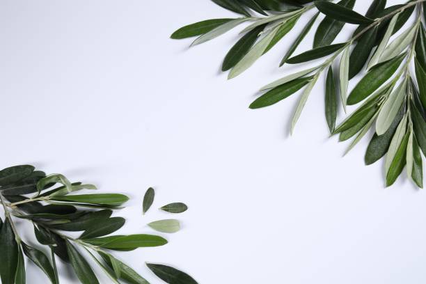 istock Olive twigs with fresh green leaves on white background, flat lay. Space for text 1810053333