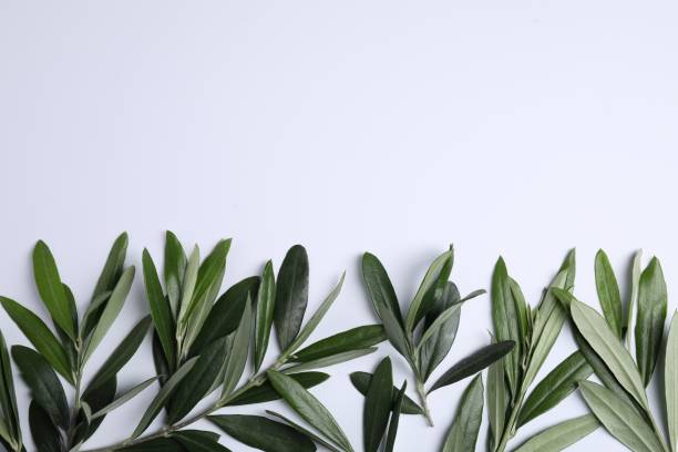 istock Olive twigs with fresh green leaves on white background, flat lay. Space for text 1810053341
