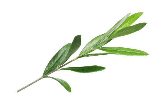 istock Olive twig with fresh green leaves on white background 1810054945