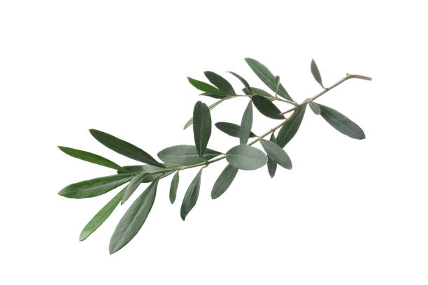 istock Olive twig with fresh green leaves isolated on white 1810056527