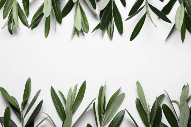istock Olive twigs with fresh green leaves on white background, flat lay. Space for text 1810056534